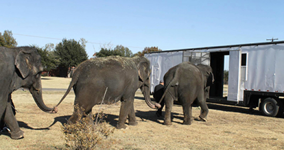 Protect Traveling Exotic Animals - Photo by Amy Claxton