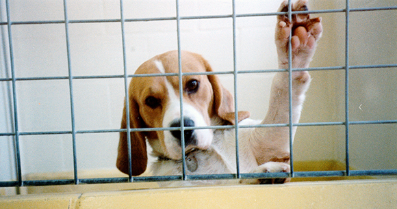 Beagle Beagle