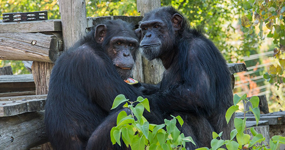 Photo From Chimp Sanctuary by NJ Wight Photo From Chimp Sanctuary by NJ Wight