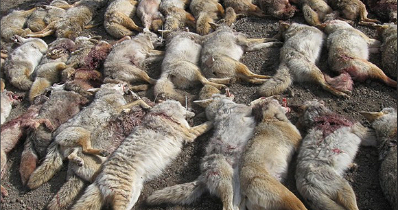 Photo of Killed Coyotes Photo of Killed Coyotes