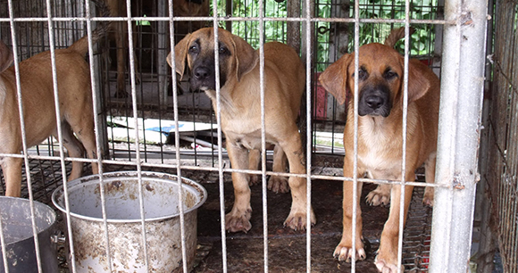 Prevent the Slaughter of Dogs and Cats for Human Consumption in the US Prevent the Slaughter of Dogs and Cats for Human Consumption in the US
