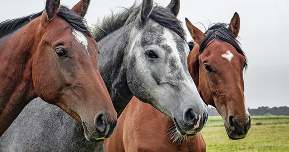 American Horses American Horses