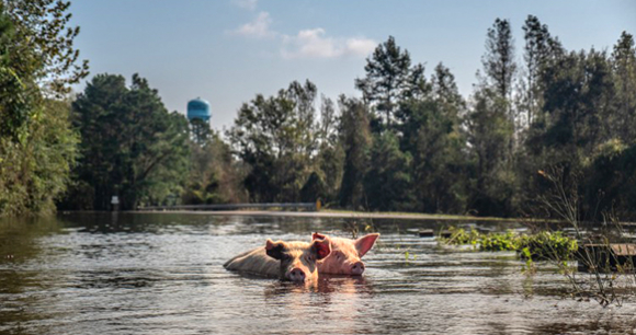 Photo by Kelly Guerin - We Animals Photo by Kelly Guerin - We Animals