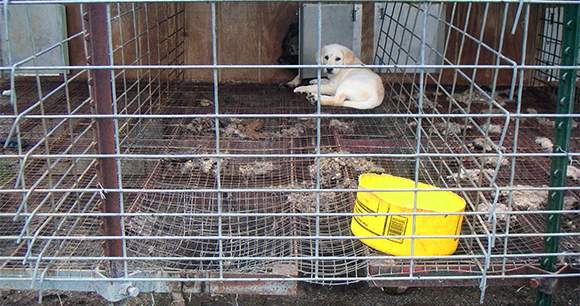 Photo by Companion Animal Protective Society Photo by Companion Animal Protective Society
