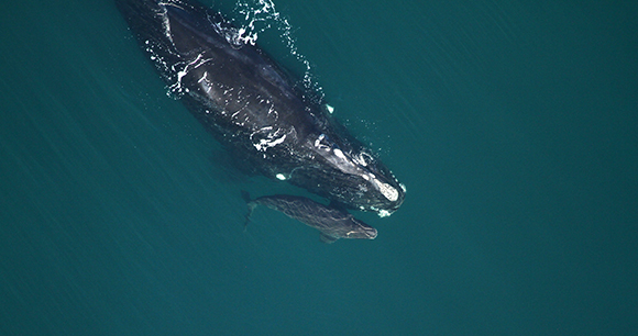 Right Whale - Photo from Florida Fish and Wildlife Conservation Commission Right Whale - Photo from Florida Fish and Wildlife Conservation Commission