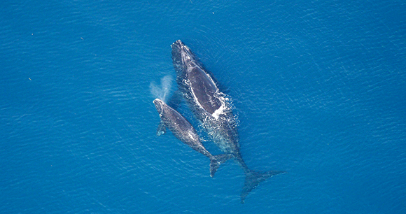 Photo from Flickr by NOAA - NMFS Photo from Flickr by NOAA - NMFS