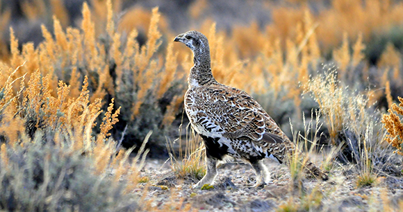 Photo from Flickr by USFWS Mountain Prarie Photo from Flickr by USFWS Mountain Prarie