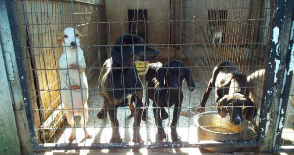 Tell APHIS to Restore Transparency
