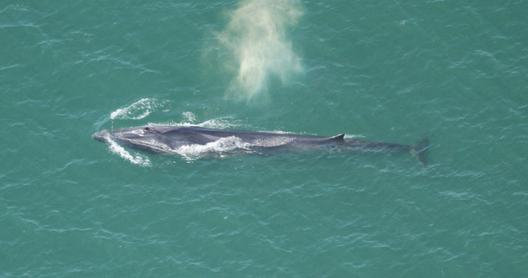 Join AWI in Portland, ME on May 31st for a Rally for Whales - Photo by Georgia W