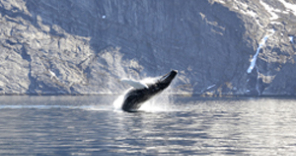 Please Help Prevent Pirate Whaling by Greenland - Photo by Klaus Eugenius