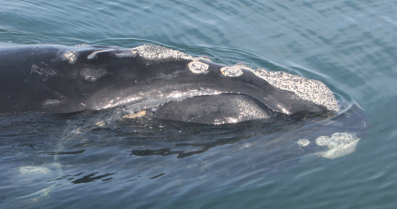 Take Action - Photo by FWC Fish & Wildlife Research Institute