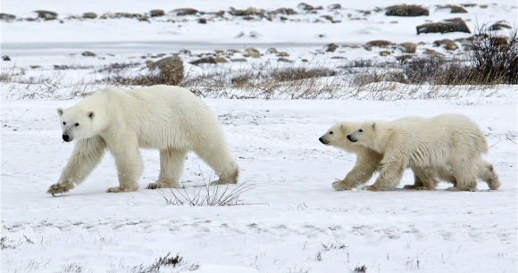Help Protect Wildlife and Public Lands, Oppose S. 405 - Photo by Valerie Ucumari