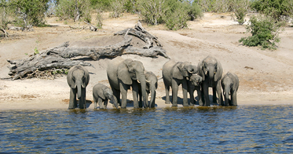 Tell Congress to Save Elephants - Photo by the World Resources Institute