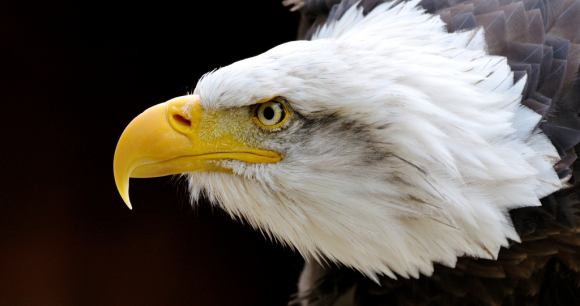 Bald Eagle - Photo from flickr by tobyjm