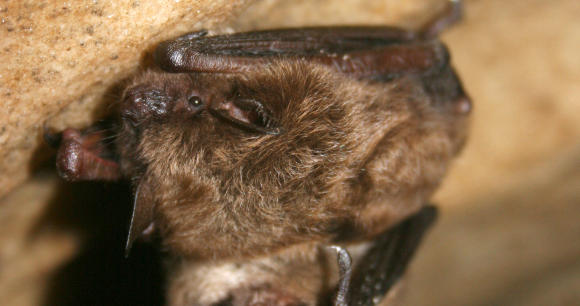 PA Bats in Imminent Danger - Photo from USFWS Headquarters