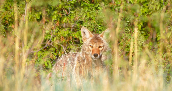 Coyote - Photo from Flickr by Larry Lamsa Coyote - Photo from Flickr by Larry Lamsa