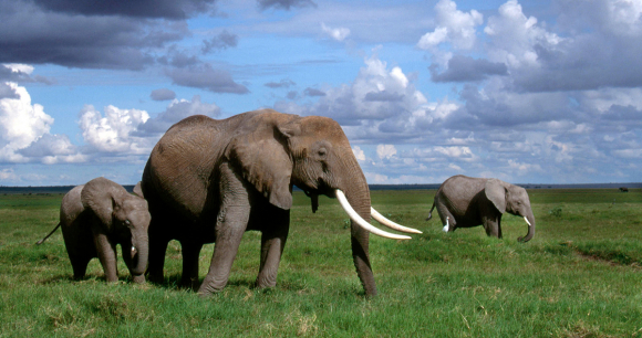 Ask CITES to Save African Elephants - Photo from Flickr James Joel