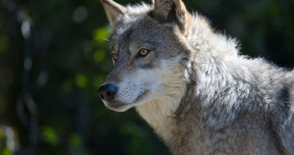 Your Help Is Urgently Needed for Wolves - Photo by Lou Gold
