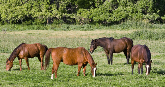 SAFE Act to End the Slaughter of American Horses - Photo by Ben Hamilton Tell Your Legislators to End the Slaughter of American Horses - Photo by Ben Hamilton