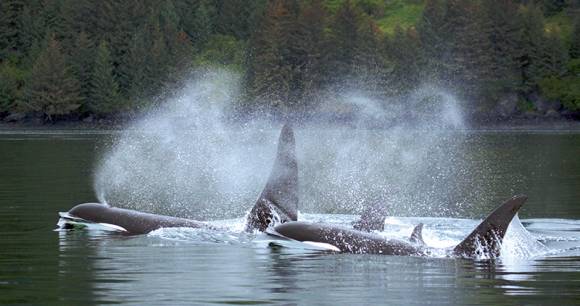 Urge Your Representative to Help End Orca Captivity - Photo by Patrick Moody