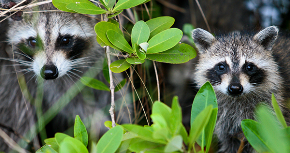 Refuge from Cruel Trapping Act - Photo by Javier Sanchez