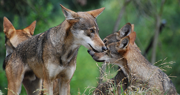 Red wolves - Photo by Laura Kali