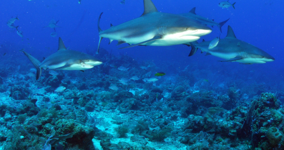 Help Sharks and Rays in Fernando do Noronha - Photo from flickr jdphotos2007 Help Sharks and Rays in Fernando do Noronha - Photo from flickr jdphotos2007
