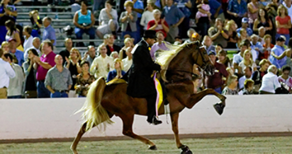 Prevent All Soring Tactics (PAST) Act - Photo by Randall Saxton