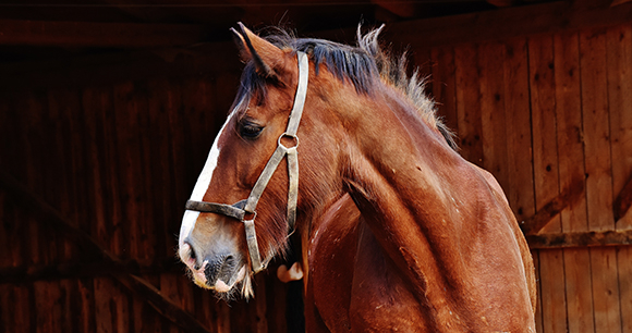 Horse Head Bumpers: Horse Head Protection