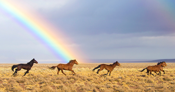 Wild Horse Measures - Photo by Kyle Hendrix