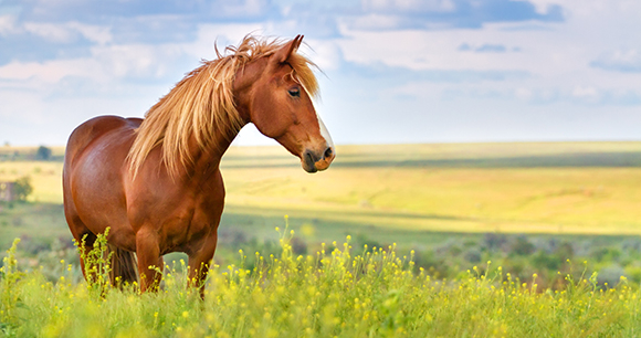 horse - photo by callipso88