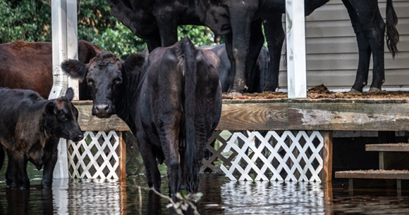 cows stranded by hurricane - photo by We Animals Media