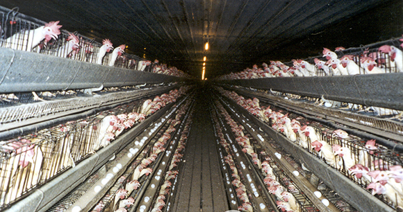 Anti-whistleblower Legislation - Photo by Farm Sanctuary Anti-whistleblower Legislation - Photo by Farm Sanctuary