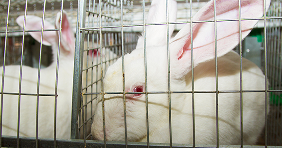 animal testing cosmetics facts