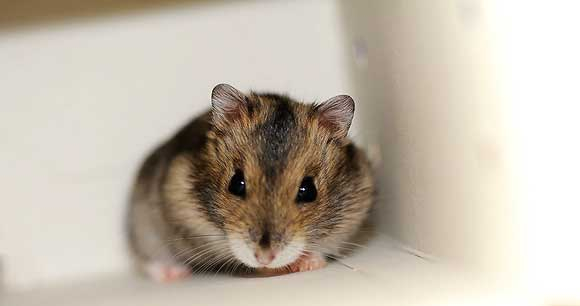 Photo Credit: Philippa Willitts tiny mouse