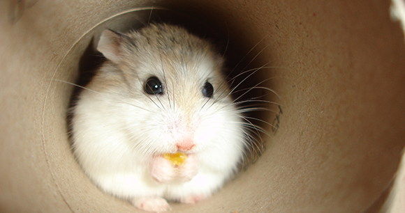 Preventing Animal Cruelty and Torture (PACT) Act Preventing Animal Cruelty and Torture (PACT) Act