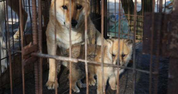 is it illegal to eat dog in the philippines