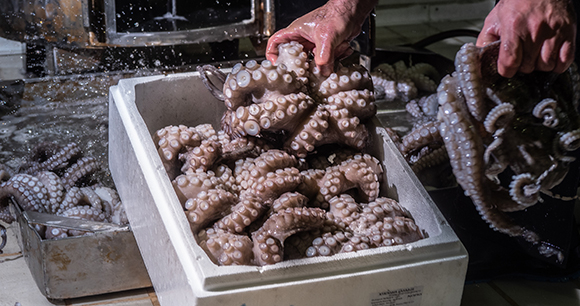 A worker at a processing plant, processes octopus to make it ready for sale.