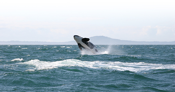 ORCA Act - Photo by Jon Attfield ORCA Act - Photo by Jon Attfield