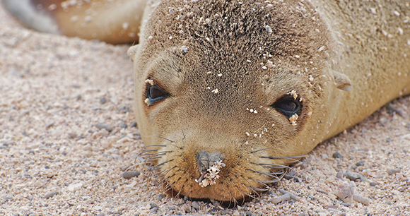 Marine Mammal Protection Act