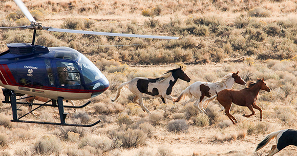 wild horses - photo by AWHC wild horses - photo by AWHC