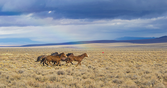 Wild Horse Measures - Photo by Kyle Hendrix Wild Horse Measures - Photo by Kyle Hendrix
