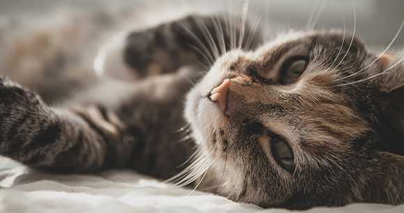 tabby kitten close up - photo by Zeke Tucker