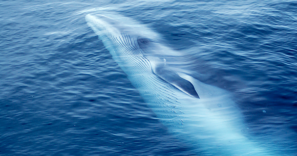 minke whale