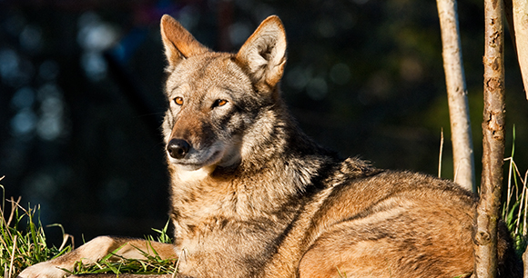 red wolf habitat map