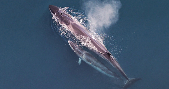 Sei whales - Photo by Christin Khan NOAA
