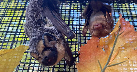 photo courtesy of Bat Conservation & Rescue of Virginia photo courtesy of Bat Conservation & Rescue of Virginia