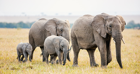 African elephants