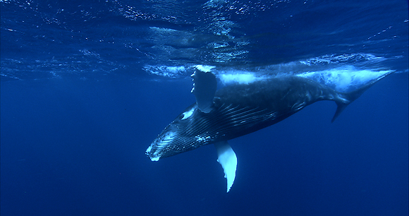 inuit hunting whale