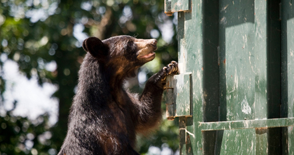 bear in dumpster